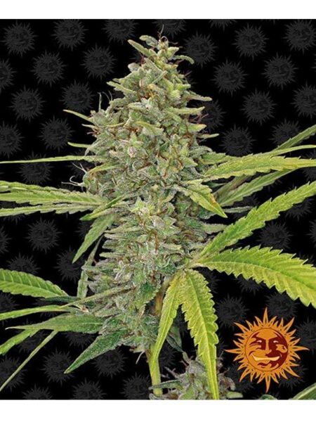 G13 Haze feminized seeds