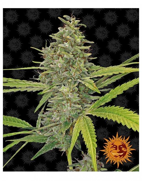 G13 Haze feminized seeds