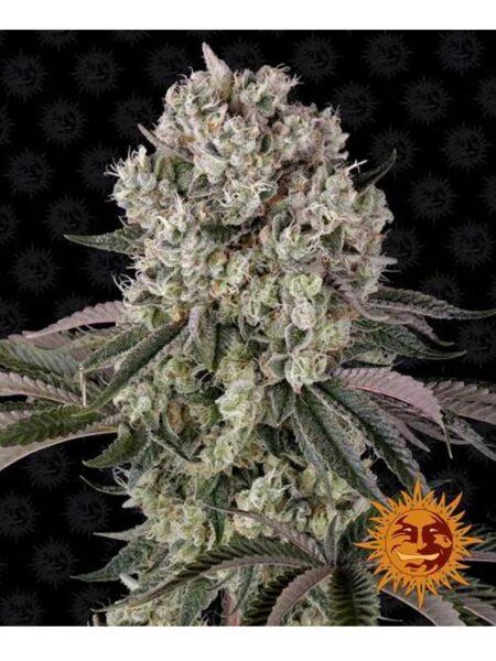 Glookies feminized seeds