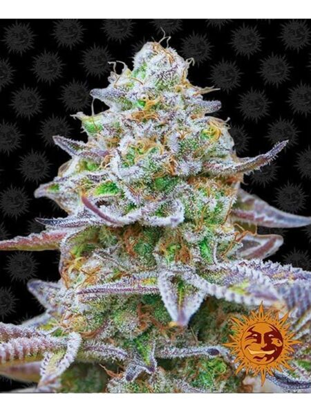 Gorilla Zkittles feminized seeds