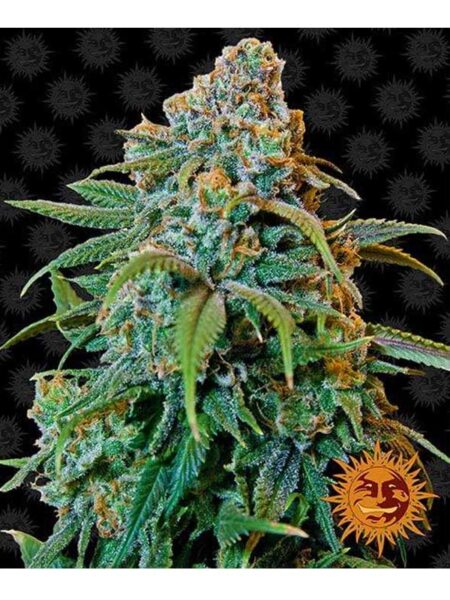 Liberty Haze feminized seeds