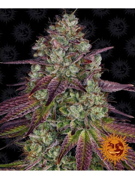 Mimosa EVO feminized seeds