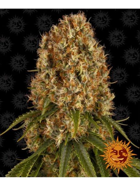 Orange Sherbert feminized seeds