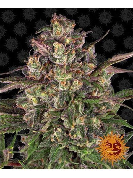 Peyote Critical feminized seeds