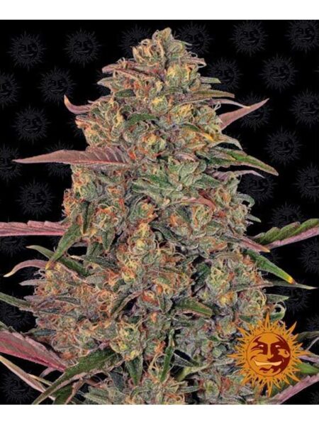 Pineapple Chunk feminized seeds