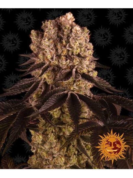 Purple Punch feminized seeds