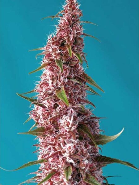 Red Pure Auto CBD seeds