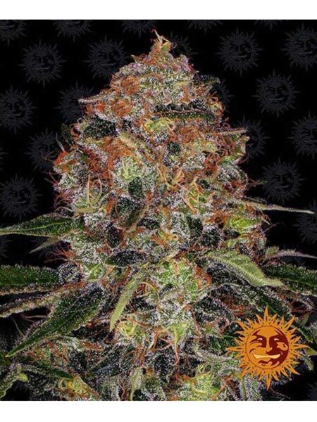 Shiskaberry feminized seeds