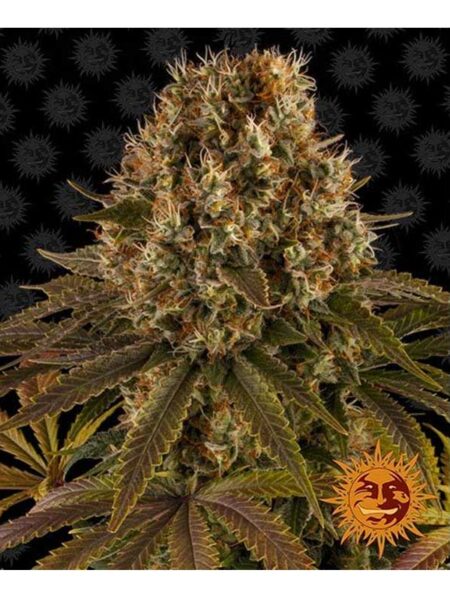 Strawberry Lemonade feminized seeds