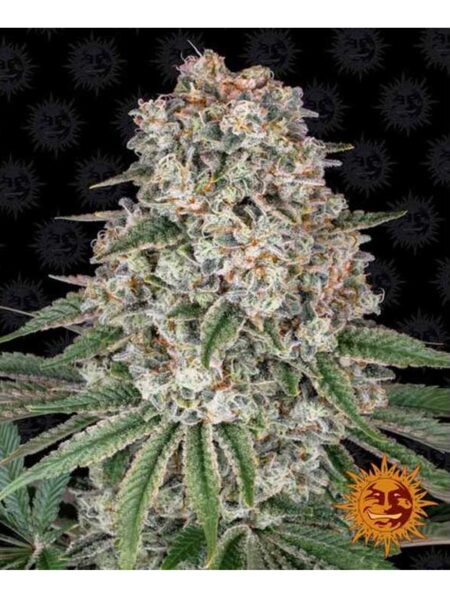 Tropicanna Banana feminized seeds