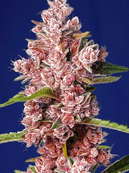 Tropicanna Poison F1 Fast Version seeds