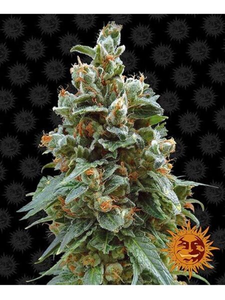 Vanilla Kush feminized seeds