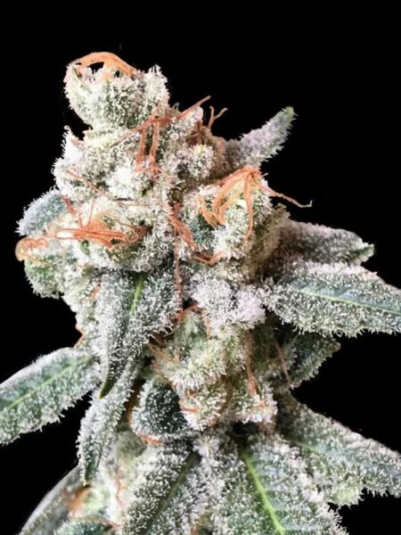 BT7 feminized seeds