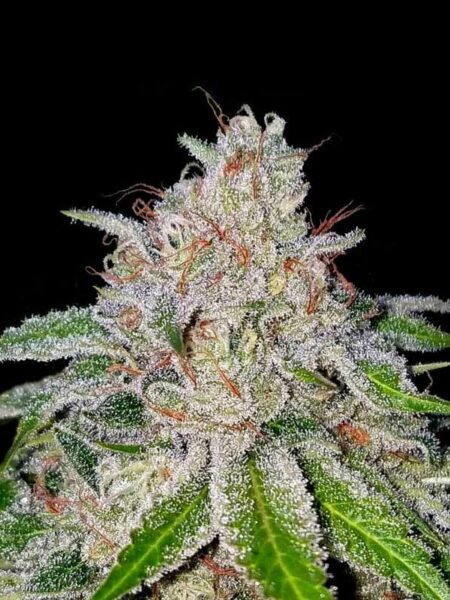 Cherry 18 By Crockett family Farms feminized seeds