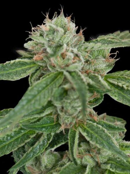 Crockett´s Confidential By Crockett family Farms regular seeds