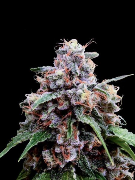 Lemon 18 feminized seeds