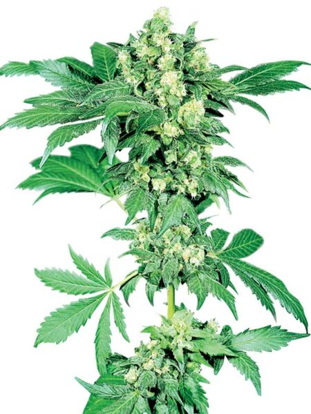 Maple Leaf Indica regular seeds