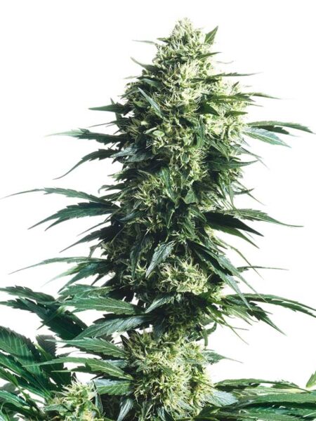 Mother´s Finest regular seeds