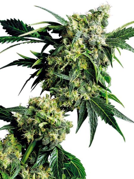 Mr. Nice G13 x Hashplant regular seeds