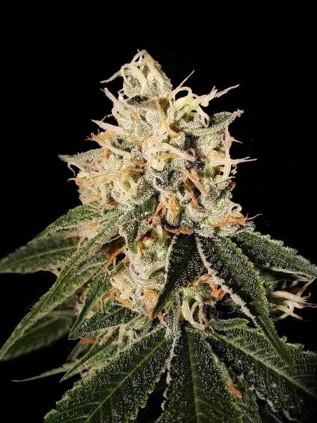 Sour Juice regular seeds