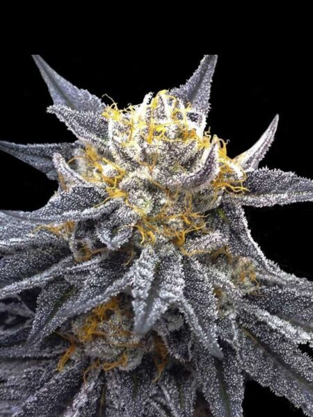 SSOG feminized seeds