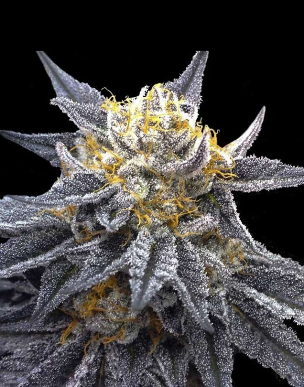 SSOG feminized seeds