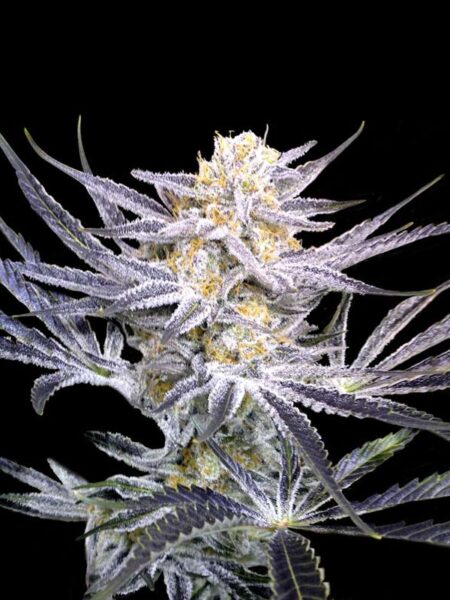 Strawberry Fields regular seeds