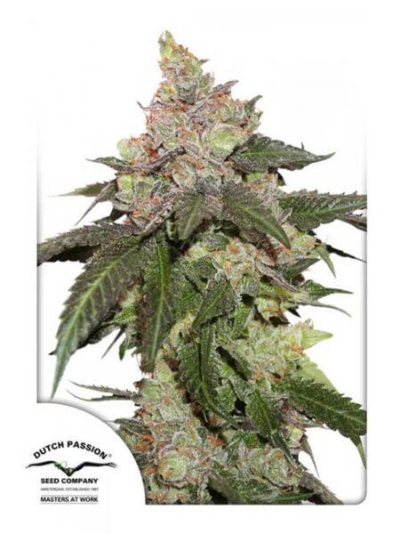 Kerosene Krash feminized seeds