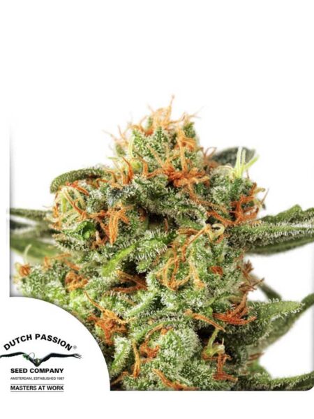 Orange Hill Special feminized seeds