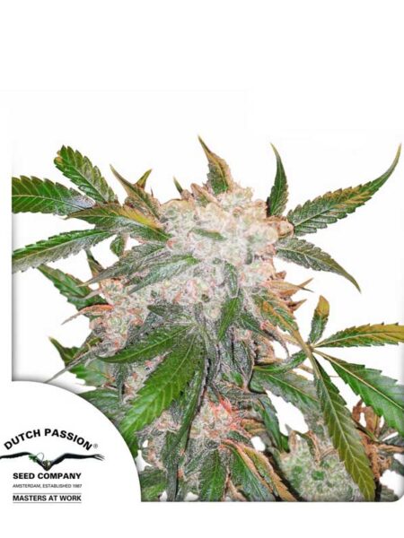 White Widow feminized seeds