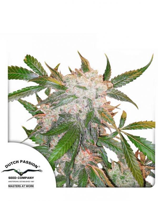 White Widow feminized seeds