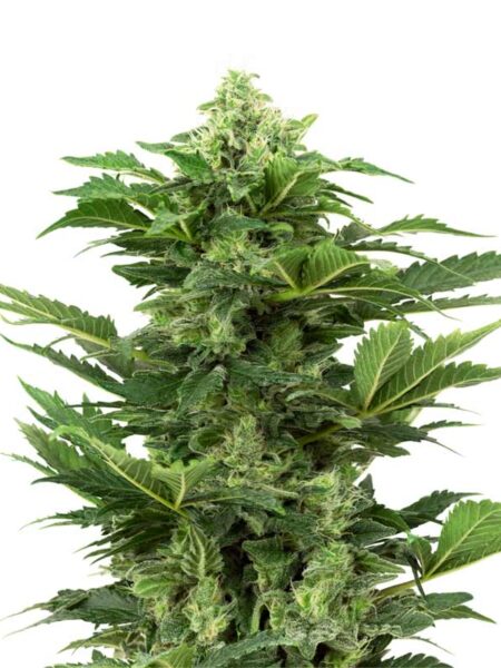 Afghan Pearl CBD Automatic seeds