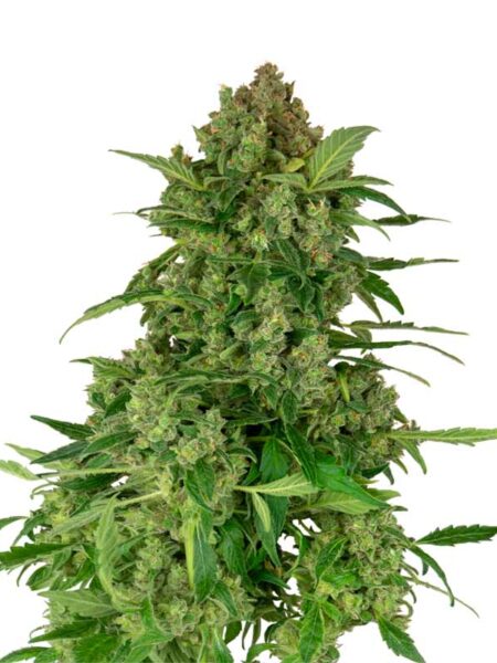 Black Light CBD Automatic seeds