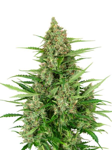 Double Kush Cake Automatic seeds