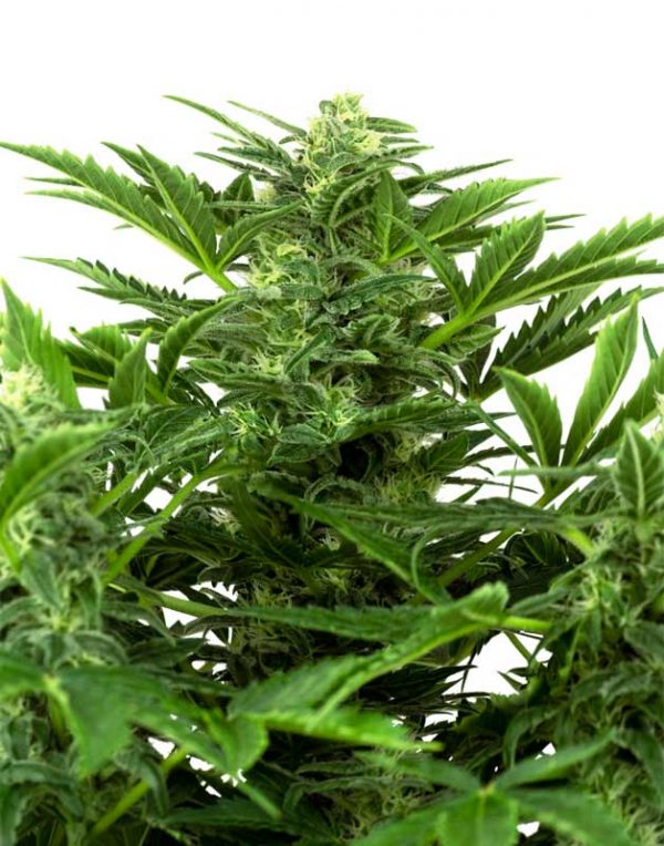 Mandarine Punch Automatic seeds