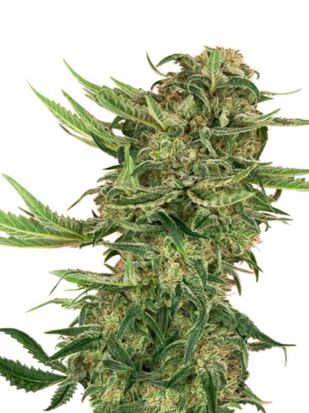 N13 Kush seeds