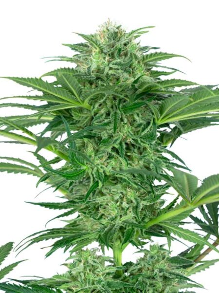 Skunk Dream CBD seeds