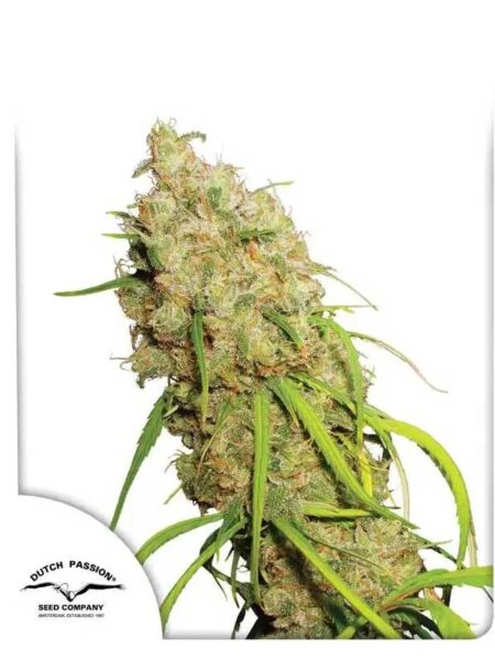 Desfrán seeds By Dutch Passion