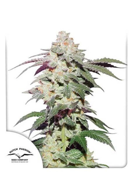 Skywalker Haze feminized