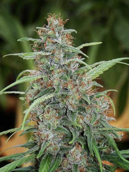 Fast N´ Glorious regular seeds By Mandala Seeds