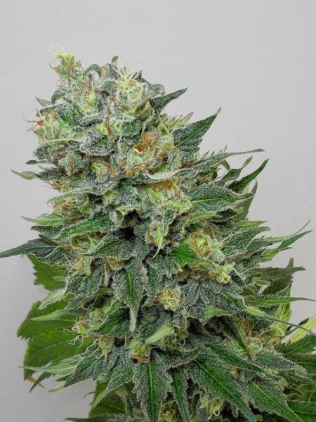 Flashberry regular seeds By Mandala Seeds