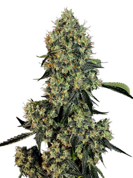 OG Kush feminized seeds