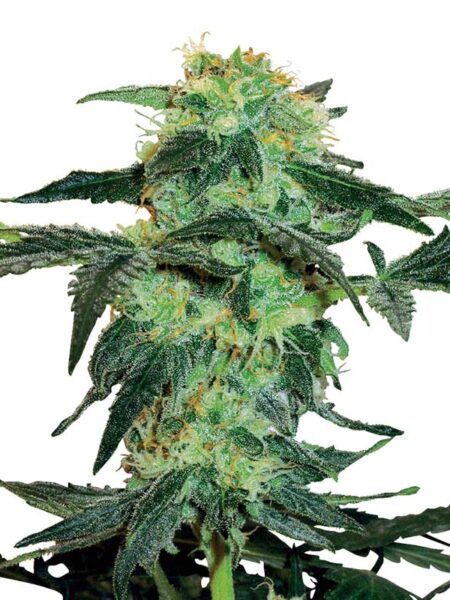 White Ice feminized seeds