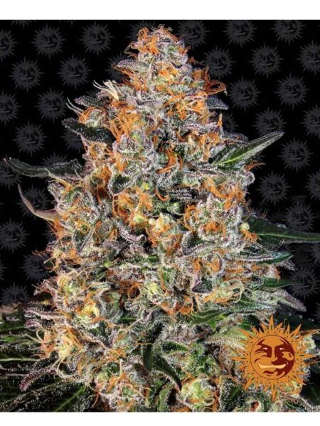 Bubba Kush seeds