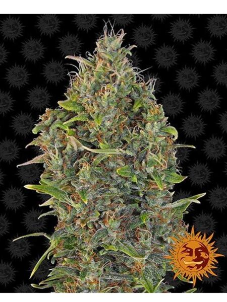 Critical Kush Autoflower seeds