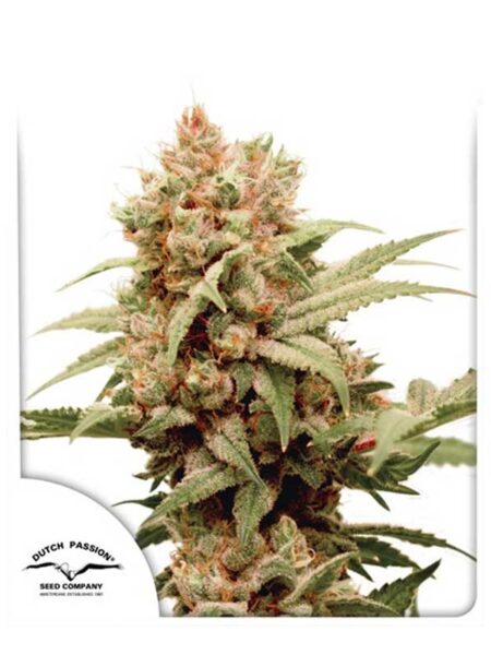 CBG-Force seeds