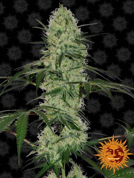 Tangerine Dream Auto feminisoidut siemenet