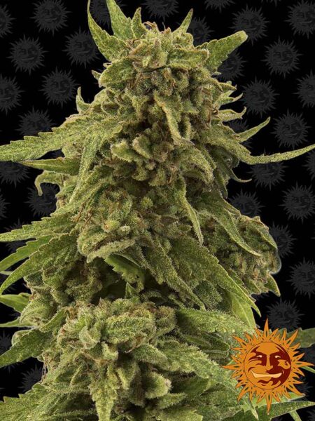 CBD Critical Cure feminized seeds