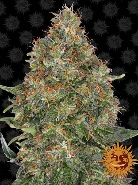 Pineapple Express autoflower seeds