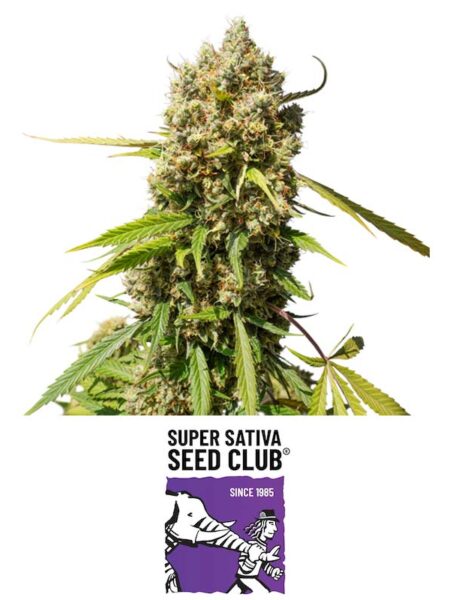 Auto Elephan autoflower seeds